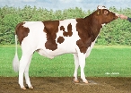 Aalshorst Rody-Red
