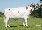 Rivelino 533
100% FH
