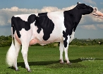 Gil-Gar Mogul Frugil
Granddam of Fumagalli