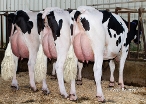 3 daughters Wesselcrest Landon
Owner: Barrteo and Silveira group, USA