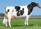 VVH Isa 46  (2e kalfs ) eig.: Van Veelen Holsteins, Biddinghuizen