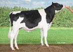 Willems-Hoeve Woody