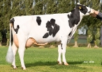 De Leenhorst Ineke 130 ( moeder E-Profit) eig.: Vof Schieven, Baak