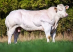 Ecossais
