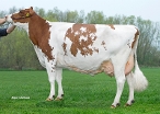 Bacchus Aukje 426 Red  (grootmoeder Chalk RF) eig.: J.W.M.F. van den Braak & C.A.M. van der Aa, Balgoy