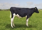 Costers DS Ridgepoll-PP