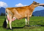 GR Oomsdale Tbone Grace Georgina (dam of Gravitron)