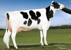 Ocd Supersire 9882; Grandam of Bullrush