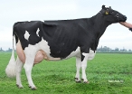 Bles 291 (3rd calver) owner: Mts. D.C. & S.M. Koster-de Jong, Berkhout
