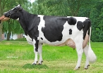 Amalia 243  (5th calver) owner: Mts. A.H. & H.W. Loman, Tollebeek