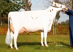 Wilskracht Warsi 879	(v: Bram RF, 2nd calver) owner: Abbink Melkveehouderij VOF, Vriezenveen