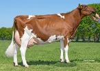 Red Rocks Massia 128 (volle zus grootmoeder Bookmaker P-Red) eig.: Melkveebedrijf Wesselink VOF, Beilen