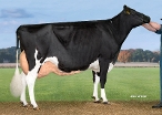 Hedra Jessi 624 (full sister Jupiler, 3rd calver ) owner: A J E Vernooij, Schalkwijk
