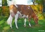 Baarlinger Juanita 6 (s. Multiplan); onwer: Baarlinger Dairy, Baarlo (NL)