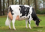Froukje 279  (s. Conan, 2nd calver) owner: Landbouwbedrijf ter Beest, Haaksbergen