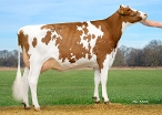 Josiene (moeder Jacko PP-Red) eig.: Barendonk Holsteins VOF, Beers Nb