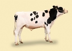 2021 Herd Solutions Catalogue