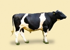 2021 Herd Solutions Catalogue