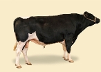 2021 Herd Solutions Catalogue