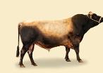 CRV Ambreed Herd Solutions 2021