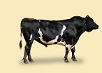 CRV Ambreed Herd Solutions 2021