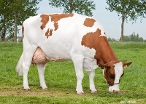 De Vinkenhof Danielle 95 (dam of Trojka) owner: A.Vink, Groot Ammers