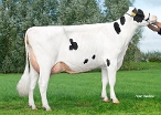 Delta Xanne  (moeder Xander) eig.: Melkveebedrijf van Berkum, Elahuizen