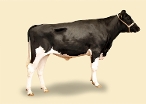 CRV Ambreed Herd Solutions 2021