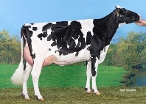 Koepon Doorman Classy 161 (overgrootmoeder Cashback) eig.: Maatschap Veebedrijf Koepon, Feerwerd