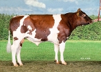 Mirakel P