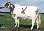 Etazon Warsau 1 (6e moeder Rovelli-Red) eig.: American Holsteins, America