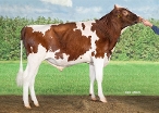 Schreur Macho PP-Red