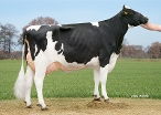 Delta Naida P (overgrootmoeder Nonstop PP) eig.: Barendonk Holsteins Vof, Beers