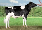 KNS Georgio PP