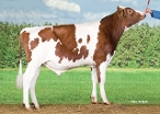 Delta Jacko PP Red