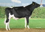Delta Salinero
eig: CRV, Harfsen
