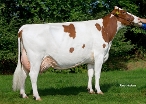 Roza 657  ( moeder Kemper) eig.: Mts. J.H.E. & L.H.W. Geessink-te Velthuis, Winterswijk Meddo